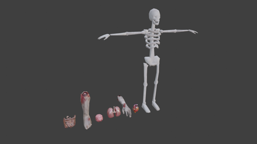 Anatomy (LOW-POLY) preview image